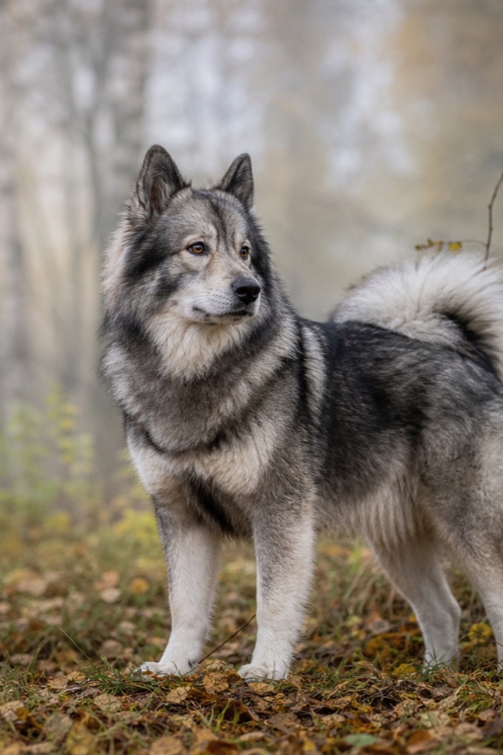 Wolfgrauer nordischer Hund steht aufmerksam im herbstlichen Nebelwald